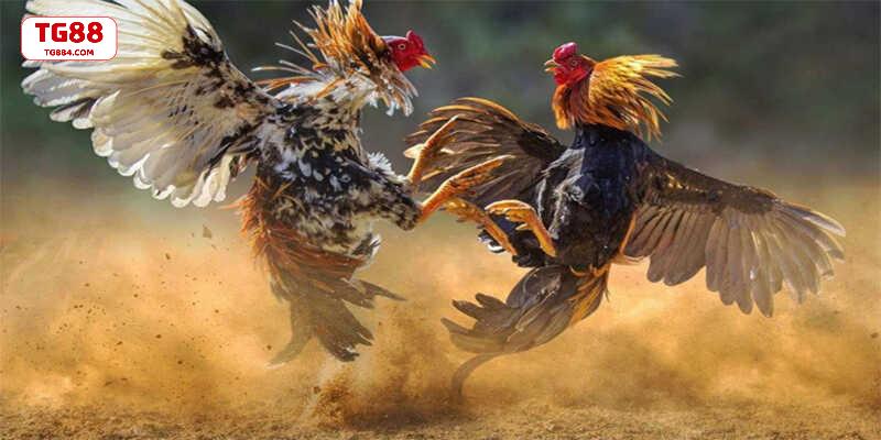 Trường Gà Savan quy tụ các hình thức
